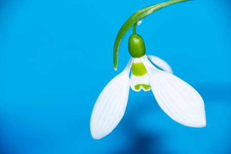 snowdrop very nice little white early garden flower close upの写真素材