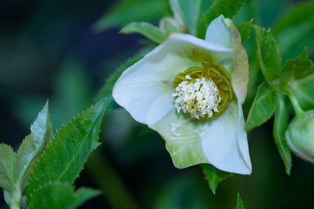 macro photo of primrose flower close up in my gardenの写真素材