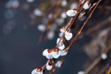 macro photo of catkin very nice little and interesanting plantの写真素材