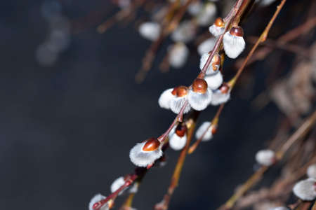 macro photo of catkin very nice little and interesanting plant