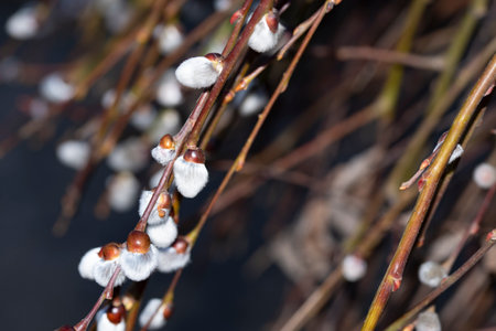 macro photo of catkin very nice little and interesanting plant