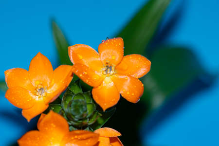 potted flower colorful plant close up very nice colorful blossomの写真素材