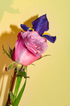 rose and iris flower close up and colorful backgroundの写真素材