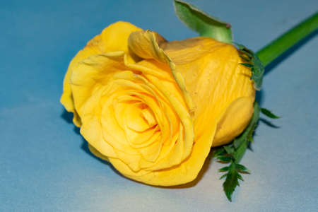 macro photo of yellow rose flower close upの写真素材