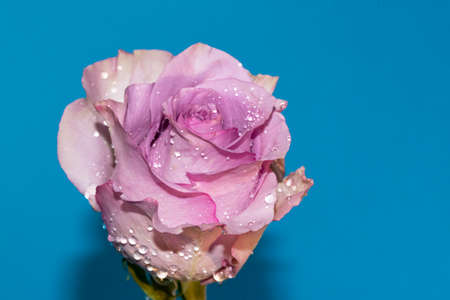 water drops on the colorful rose flower close upの写真素材