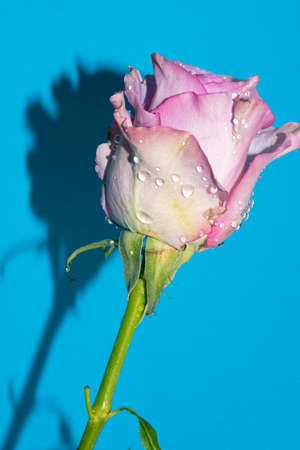 water drops on the colorful rose flower close upの写真素材