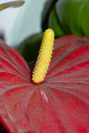 macro photo of flamingo potted flower close up