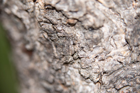 macro photo of cortex close up