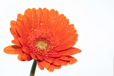 water drops on the colorful flower close upの写真素材