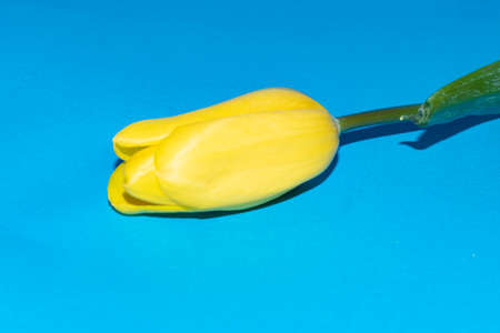 macro photo of yellow tulip flower close up a blue backgroundの写真素材