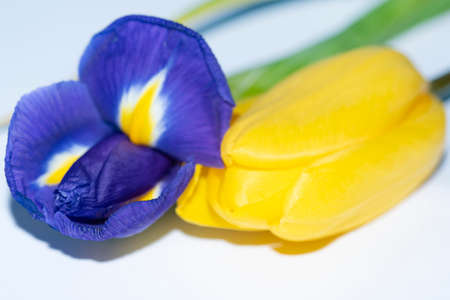 iris and tulip flower combination close up beautiful color plant
