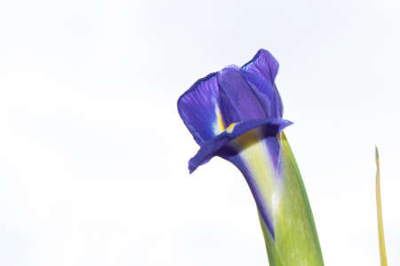 iris colorful spring early flower close upの写真素材