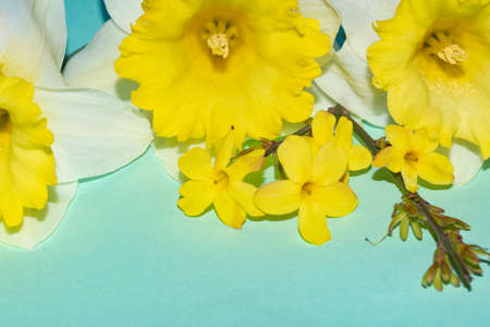daffodil and dandelion close up