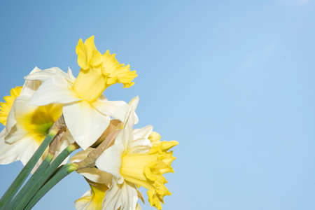 macro p-hoto of daffodil spring garden flower close upの写真素材