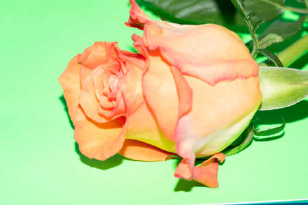 rose very nice colorful flower close up and colorful backgroundの写真素材