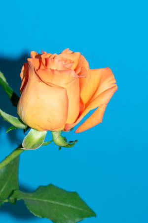 rose very nice colorful flower close up and colorful backgroundの写真素材