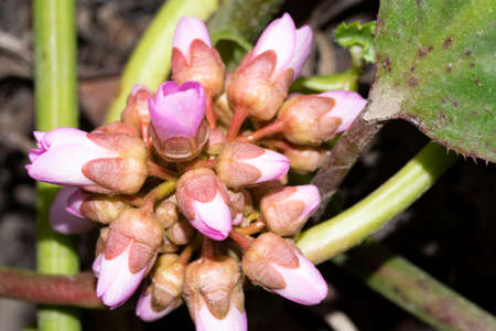 colorful pink garden flower close up very nice little blossom in my garden close up