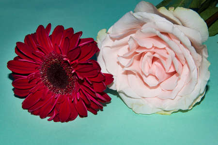 daisy gerber colorful flower close upの写真素材