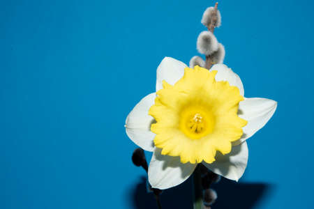 macro p-hoto of daffodil spring garden flower close upの写真素材