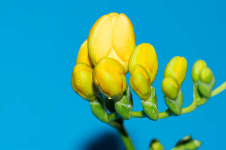macro photo of freesia very nice colorful flower close upの写真素材