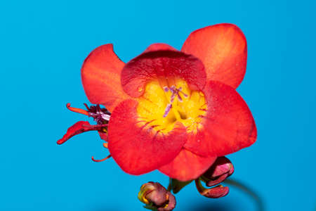 macro photo of freesia very nice colorful flower close upの写真素材
