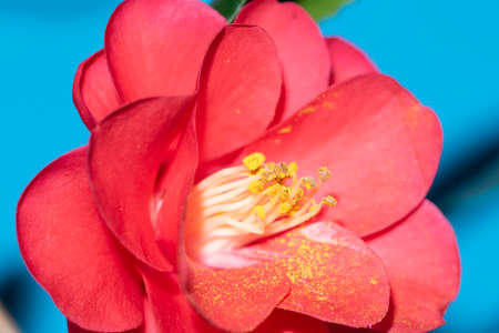 macro photo of freesia very nice colorful flower close up