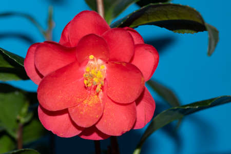 macro photo of freesia very nice colorful flower close upの写真素材
