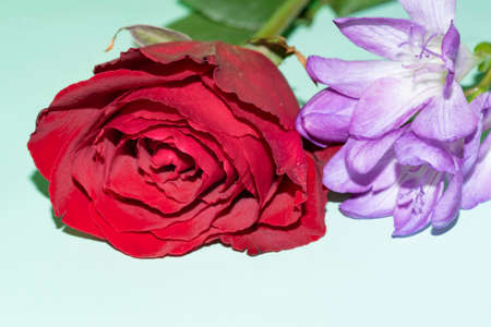 macro photo of freesia and rose combination close upの写真素材