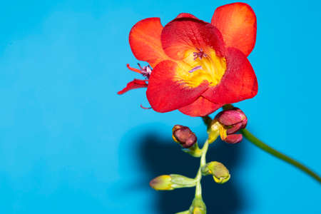 macro photo of freesia and tulip colorful flower close upの写真素材