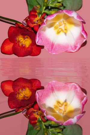 macro photo of colorful carnation close upの写真素材