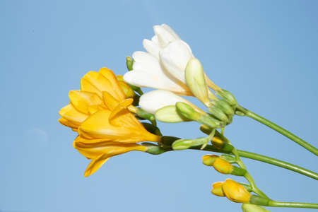 freesia yellow and white flower close up in the sunshineの写真素材