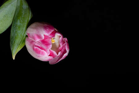 macro photo of colorful tulip flower close up on a black backgroundの写真素材