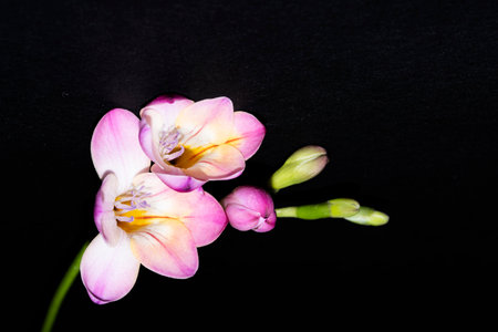 freesia very nice colorful flower close up on a black backgroundの写真素材