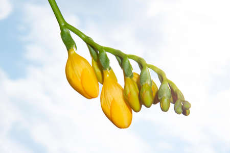 freesia very pretty colorful flower in the sunshine close upの写真素材
