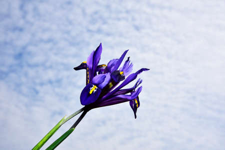 iris little spring colorful flower close up in my gardenの写真素材