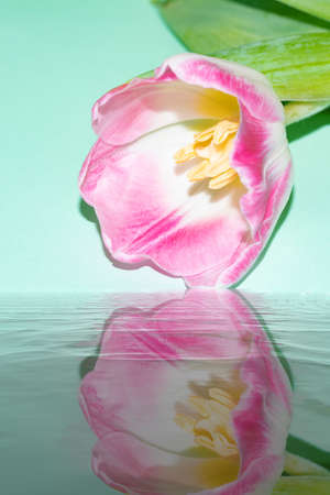 colorful flower reflection close up freesia, rose, tulipの写真素材