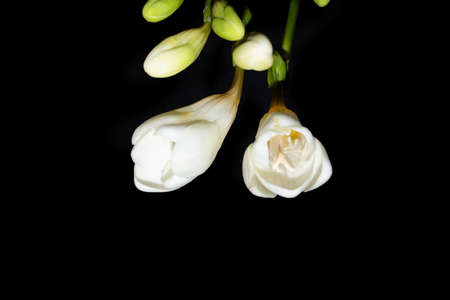 freesia very nice colorful flower close up on a black background