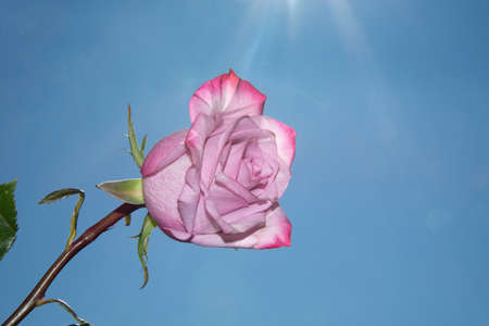 rose colorful flower close up in the sunshineの写真素材