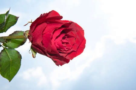 rose colorful flower close up in the sunshineの写真素材