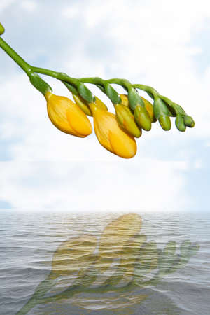 freesia very nice colorful flower in the susnhine close upの写真素材