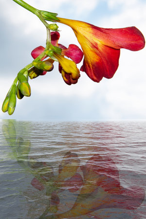 freesia very nice colorful flower in the susnhine close upの写真素材