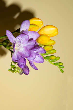 freesia colorful flower close up in the sunshineの写真素材