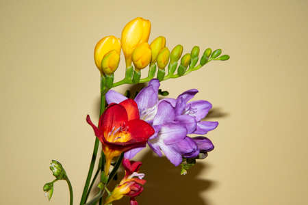 freesia colorful flower close up in the sunshineの写真素材