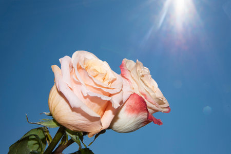 two colorful rose flower close up in the sunshineの写真素材