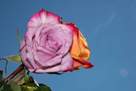rose colorful flower close up in the sunshineの写真素材