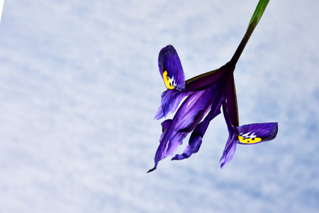 iris very nice little purple spring garden flower close up