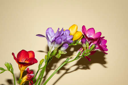 freesia colorful flower close up in the sunshineの写真素材