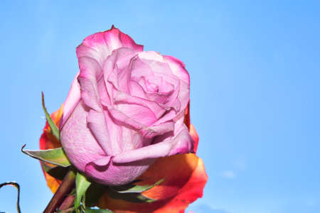 rose colorful flower close up in the sunshineの写真素材