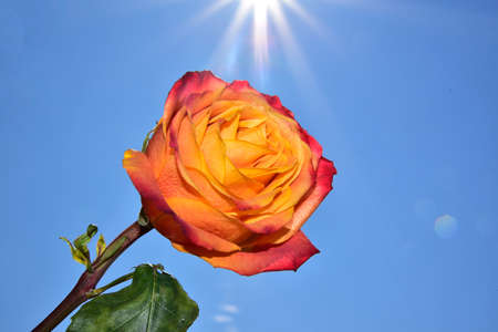 macro photo of colorful opened rose flower close up in the sunshineの写真素材