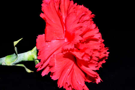 macro photo of carnation close up on a black backgroundの写真素材